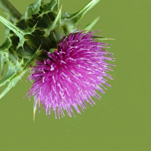 MILK THISTLE