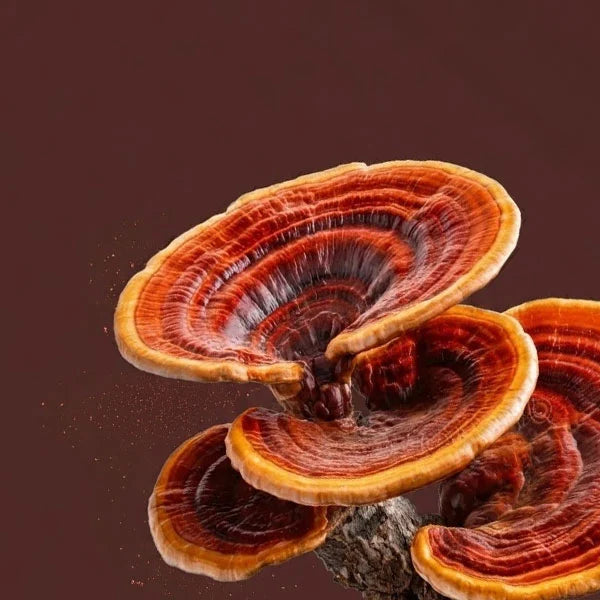 REISHI