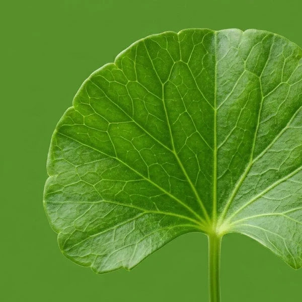 GOTU KOLA