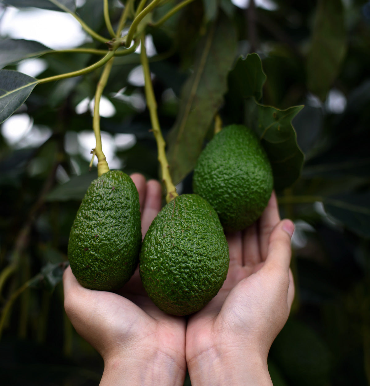 Avocado
